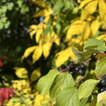 Invasive buckthorn at Grass Lake.