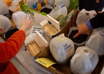 hands, milk jugs, dirt and seed packets on a table