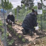 people planting native plants inside of a garden fence