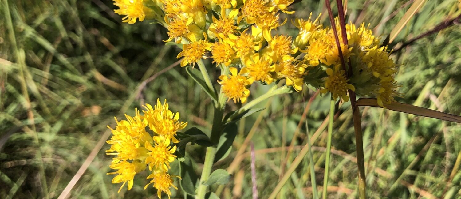 Stiff Goldenrod plant among grasses