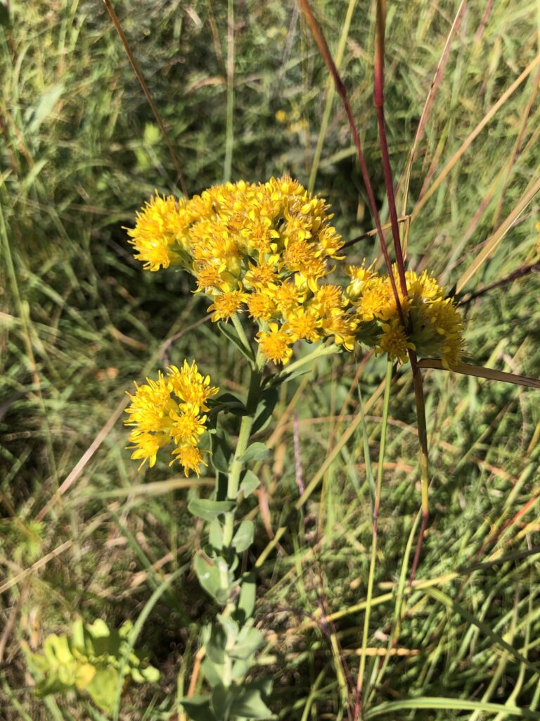 Stiff Goldenrod plant among grasses