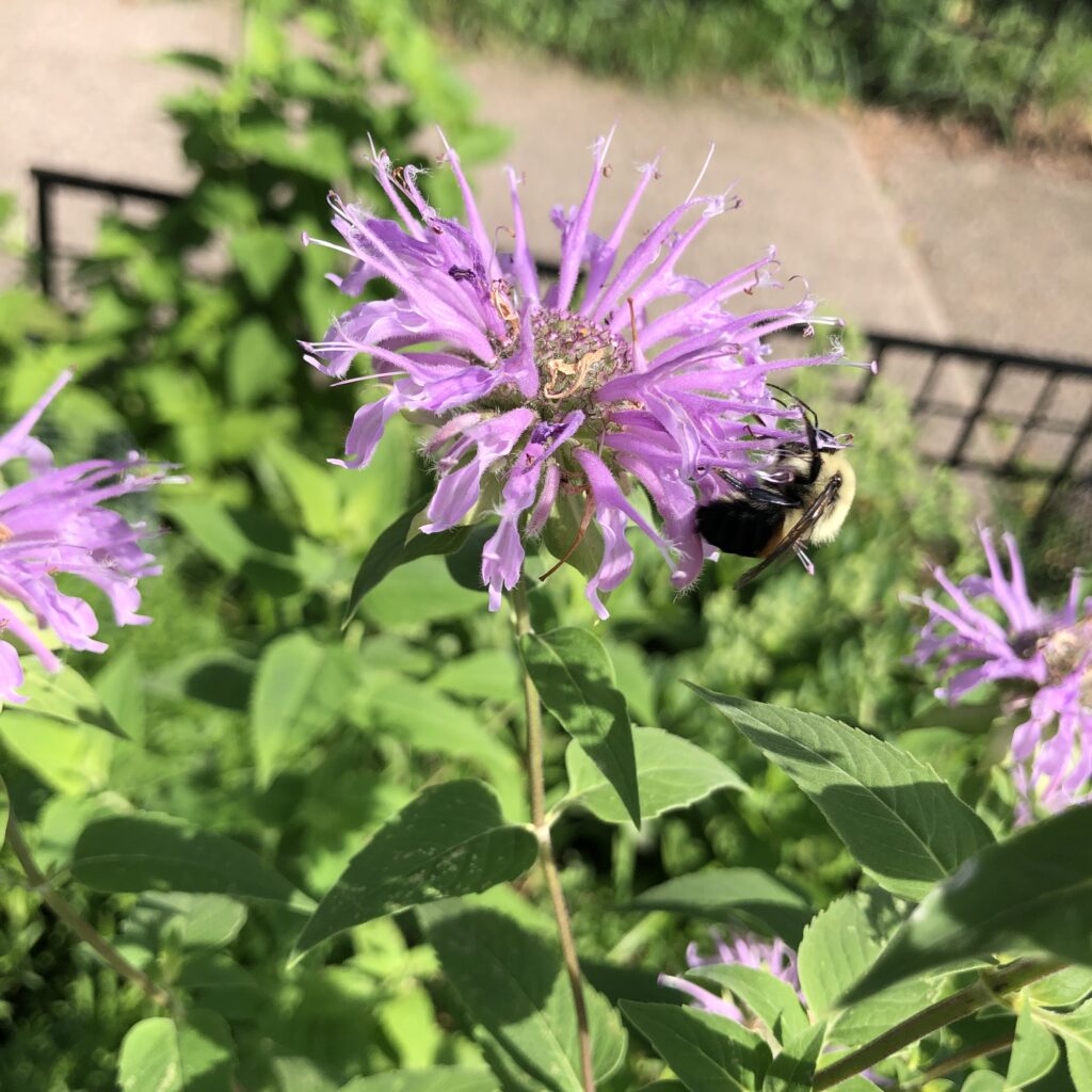 purple wild bergamot flower in a green garden