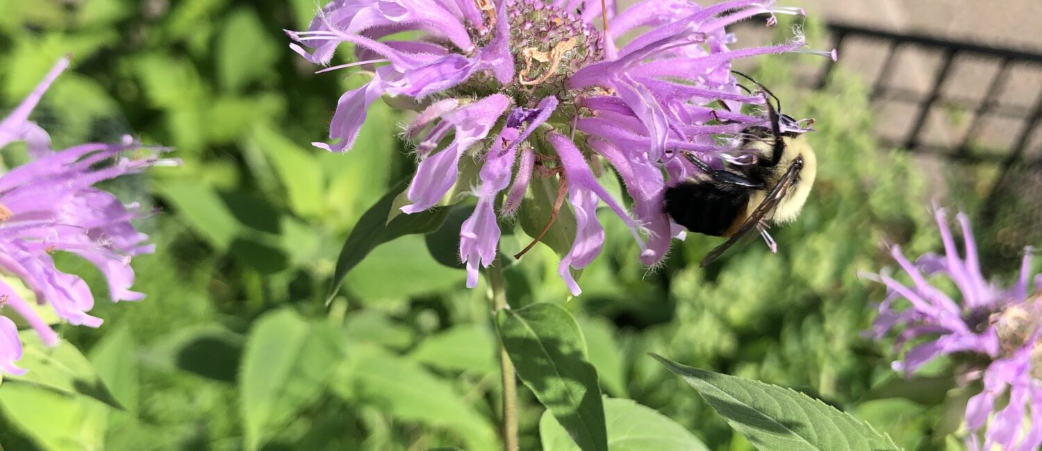 purple wild bergamot flower in a green garden
