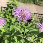 Grass Lake Garden Planting June 28