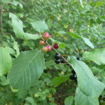 November Buckthorn Bust 2026