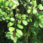 September Buckthorn Bust 2026