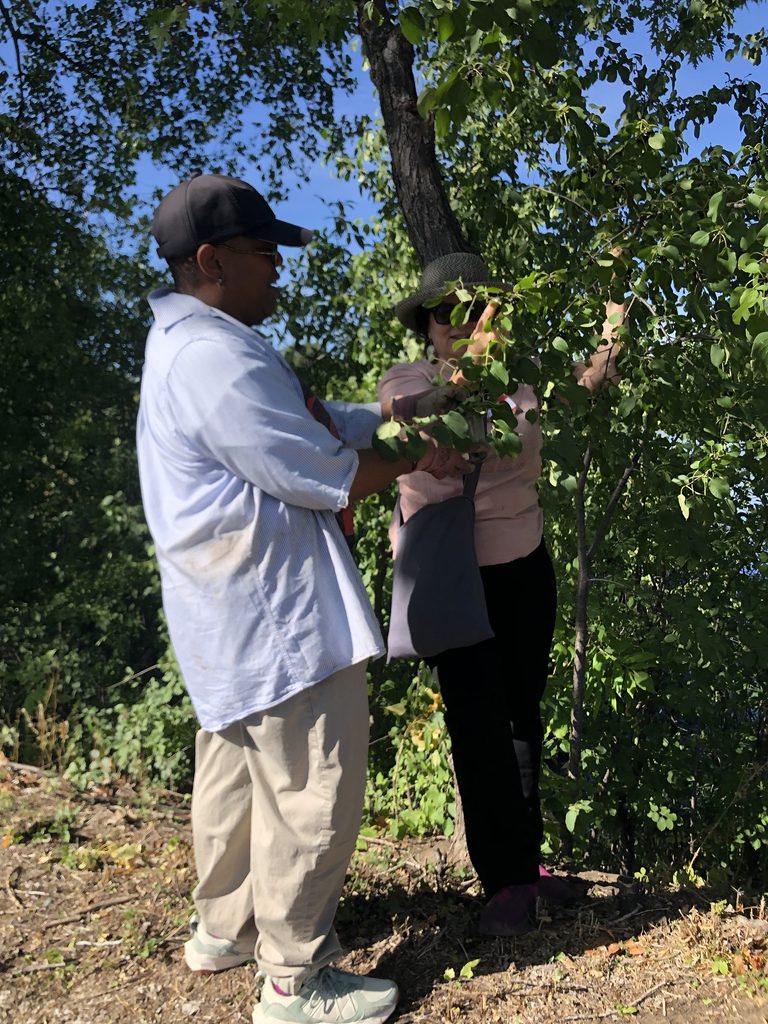people picking buckthorn berries