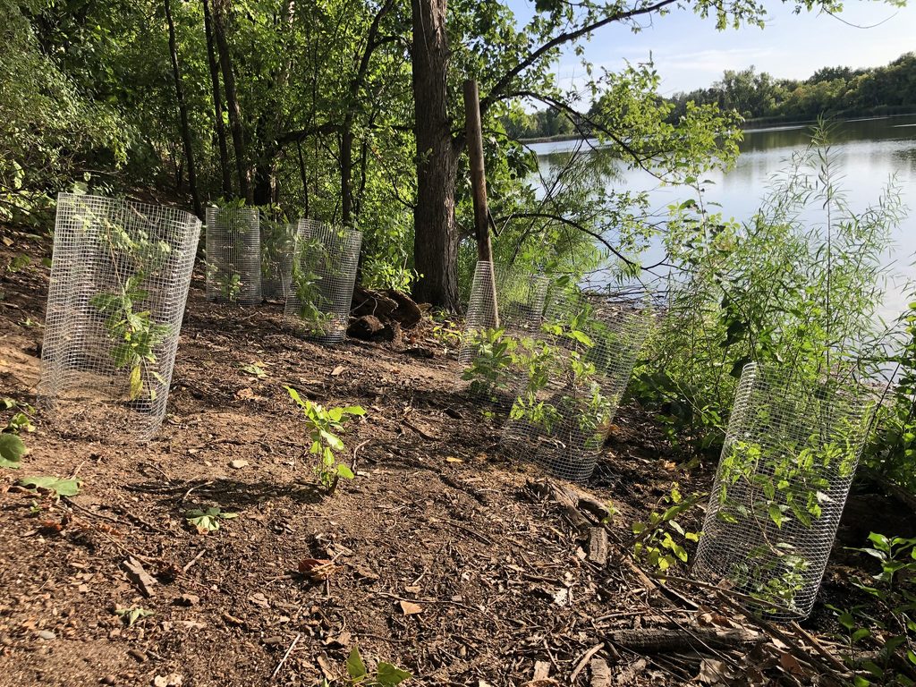 Native shrubs in wire cages on the edge of the lake
