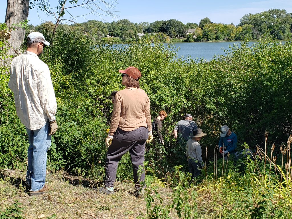 people working on buckthorn removal at Grass Lake Wetland